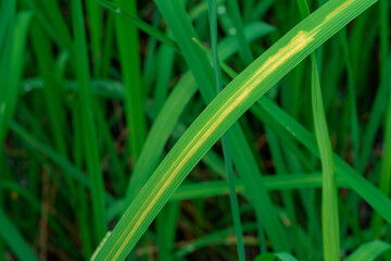 grass with dew drops