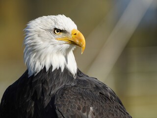 Portrait  of Bald Eagle (Haliaeetus leucocephalus) Accipitridae family,is a bird of prey found in North America.