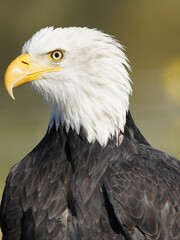 Portrait  of Bald Eagle (Haliaeetus leucocephalus) Accipitridae family,is a bird of prey found in North America.