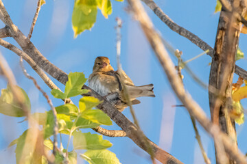 European Greenfinch perched on a tree branch