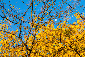 the moon between the foliage of the trees