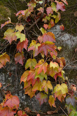 herbstfarben im park