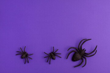 One big and two tiny black artificial spiders on vibrant purple background on the bottom with copy space. Halloween scary holiday and autumn concept.
