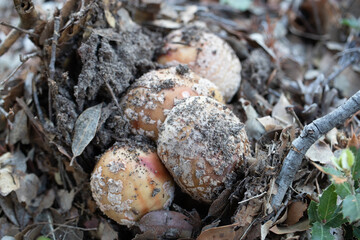 Petit champignon sous bois de chênes et de pins 
