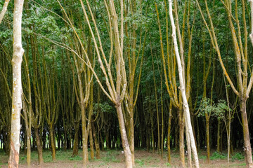 Fototapeta premium trees in the forest