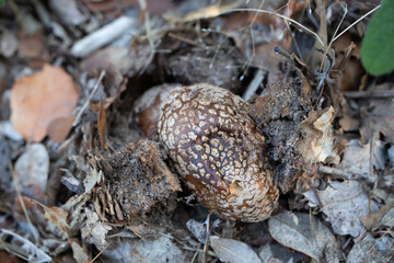 Petit champignon sous bois de chênes et de pins 