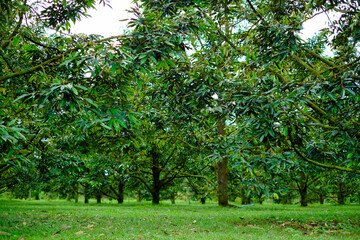 Durian orchard at Sisaket