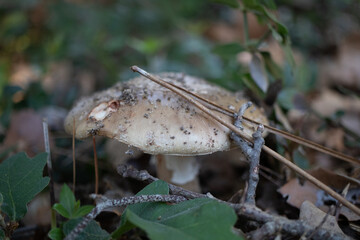 Petit champignon sous bois de chênes et de pins 