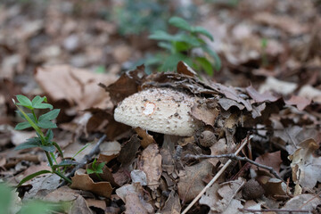 Petit champignon sous bois de chênes et de pins 