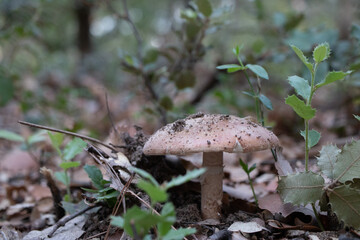 Petit champignon sous bois de chênes et de pins 