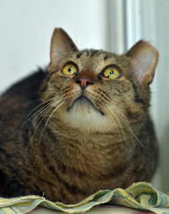 large tabby cat with cropped ear at an animal shelter - 465060466
