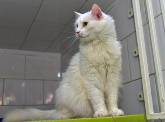 white cat at the animal shelter