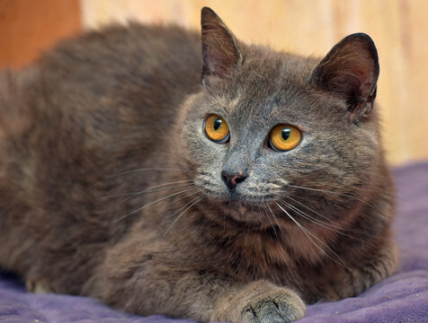 gray cat with orange eyes lies