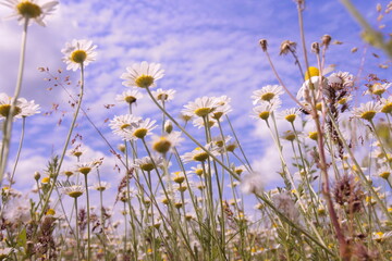 sky over field of daisies
