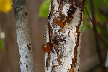 Resin on the apricot tree bark