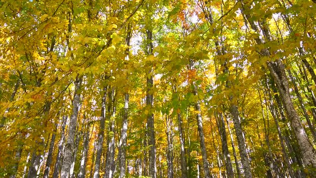 il sole tramonta nella foresta autunnale
