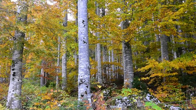 il vento muove le foglie nella foresta autunnale