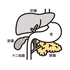 シンプル　イラスト　胃　肝臓　胆嚢　膵臓　十二指腸