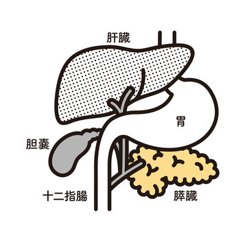 シンプル　イラスト　胃　肝臓　胆嚢　膵臓　十二指腸