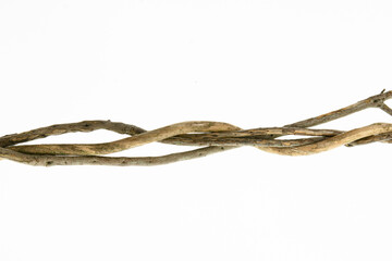 Twigs isolated  on white background