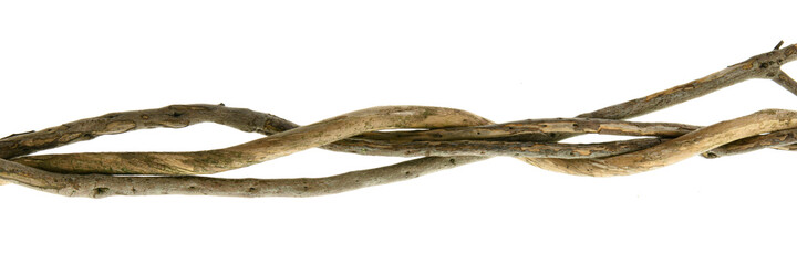 Obraz premium Twigs isolated on white background