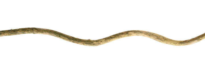 Twig isolated  on white background