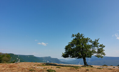 Fototapeta na wymiar lonely leaning tree on top of a hill