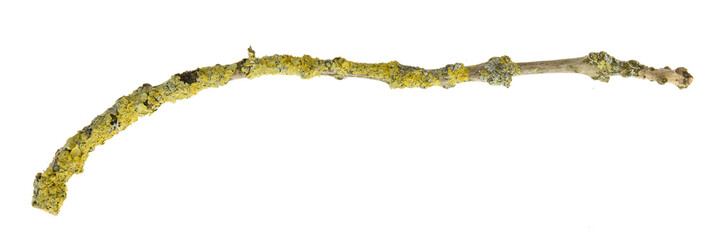 Tree branch with lichen on white background