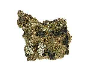 Bark isolated on white background