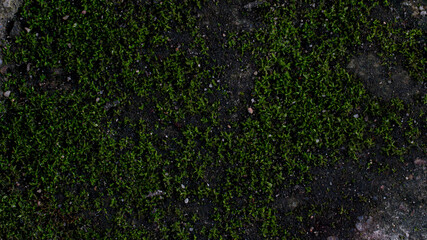 Top view dark tone of green moss that grows on moist calcareous soil.