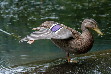 Fototapeta premium A female Mallard dabbling duck, Anas platyrhynchos closeup and posing, with a bokeh background.
