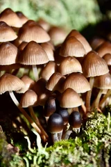 Fototapeten Pilze im Diersfordter Wald © ksch966