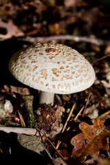 Fototapeten Pilz im Diersfordter Wald © ksch966