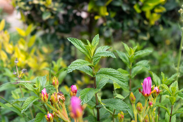 Close-up of mint plant in the garden