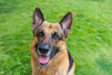 german shepherd dog