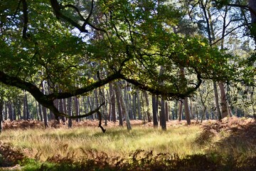 Hirschkäferroute im Diersfordter Wald