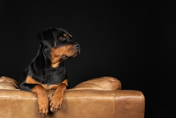 Dog Looking On Sofa