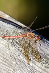 Libelle