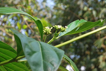 green leaf, green leaf trailer, green leafy vegetables, green leaf full episode, green leaf song, green leaf dezine