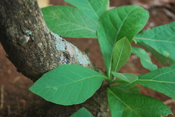 green leaf, green leaf trailer, green leafy vegetables, green leaf full episode, green leaf song, green leaf dezine