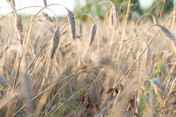 spikelets of grass in summer at sunset