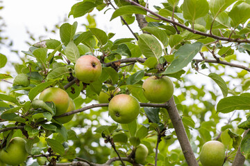 Close up view of apple tree. Healthy food concept. Beautiful autumn nature background. Sweden.