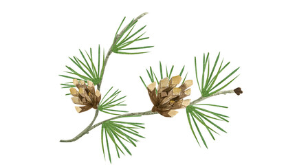 
Pine branch with cones. Christmas, New Year, botanical watercolor illustration.