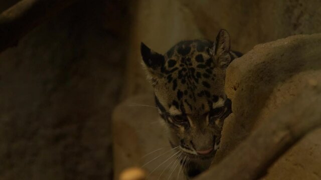 Close up of a stunning Clouded leopard in the mountains of Himalayas.