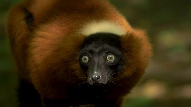 Red ruffed lemur with piercing eyes, staring head-on. isolated close-up shot with blurred background
