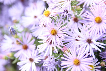 Fototapeta premium Purple flowers with yellow and orange pistil