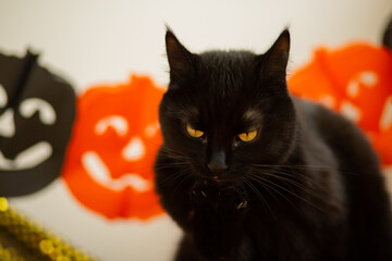 black cat with angel wings on the background of decor for the holiday halloween pumpkin orange