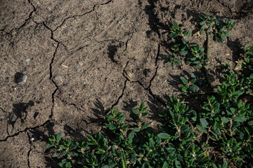 Cracked Earth and green grass. Dried Ground Texture