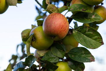 many ripe red apples on branch of apple tree in sunlight and blue sky