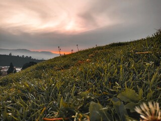 Monte